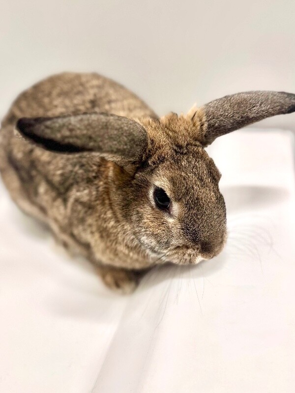 Shelter Stray Female Rabbit last seen Near S 1500 E, Clearfield, UT 84015, USA, 1422 E 600 N, Fruit Heights, UT 84037, USA