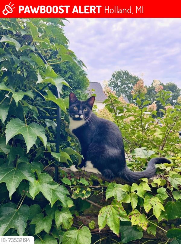 Lost Male Cat last seen 40th Street & Columbia, Holland, MI 49423
