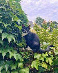 Lost Male Cat last seen 40th Street & Columbia, Holland, MI 49423