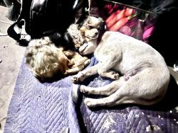 Reunited Male Dog last seen 20th and teller, Lakewood, CO 80214
