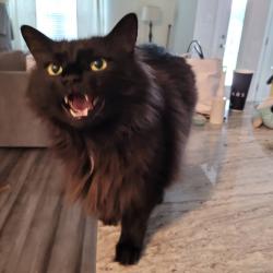 Lost Male Cat last seen The Hutto Highlands neighborhood, Hutto, TX 78634