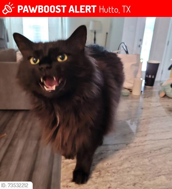 Lost Male Cat last seen The Hutto Highlands neighborhood, Hutto, TX 78634