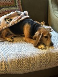 Lost Female Dog last seen Off of Norcross several streets down from Ely Road and norcross intersection, Chattanooga, TN 37343