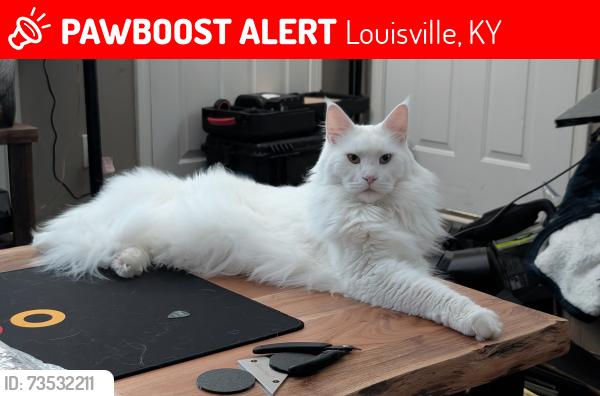 Lost Male Cat last seen Kings Falls Ct and Park Lake Dr, south of McNeely Lake, Louisville, KY 40229