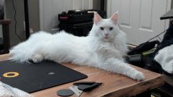 Lost Male Cat last seen Kings Falls Ct and Park Lake Dr, south of McNeely Lake, Louisville, KY 40229