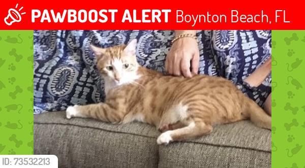 Lost Male Cat last seen Sw 3rd st Boynton Beach, fl, Boynton Beach, FL 33435