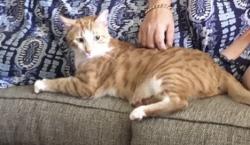 Lost Male Cat last seen Sw 3rd st Boynton Beach, fl, Boynton Beach, FL 33435