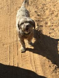 Found/Stray Female Dog last seen GA Hwy 128, Macon County, GA 31076