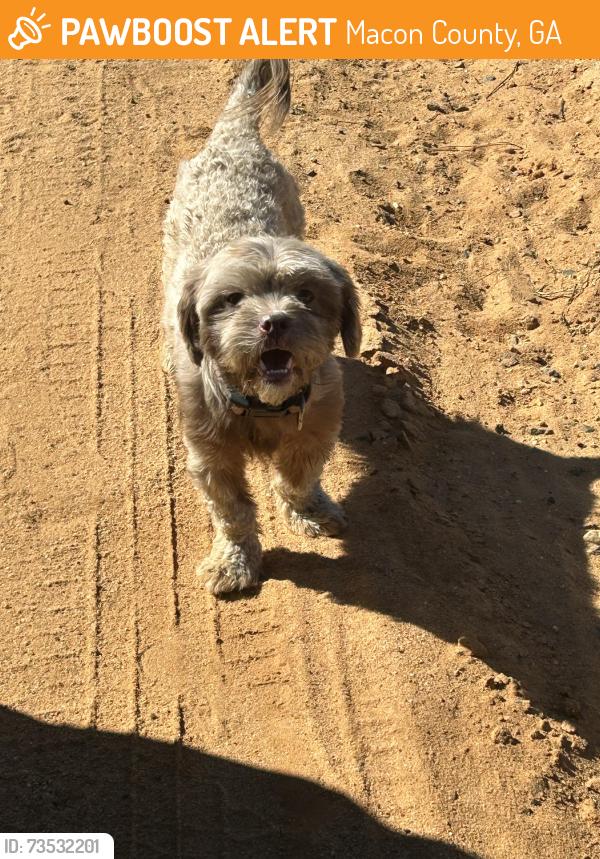 Found/Stray Female Dog last seen GA Hwy 128, Macon County, GA 31076