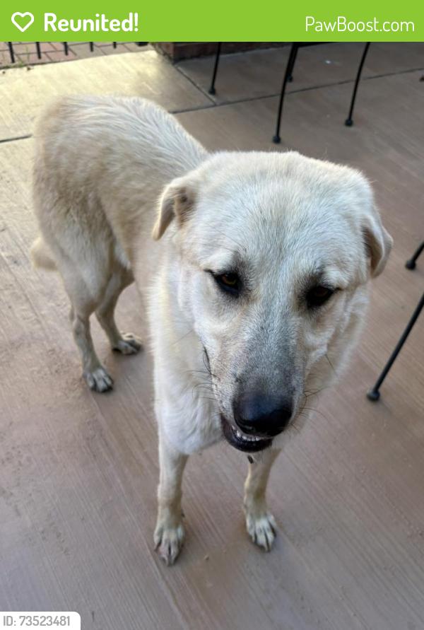 Reunited Female Dog last seen Gordon Smith Rd, Knox County, TN 37938