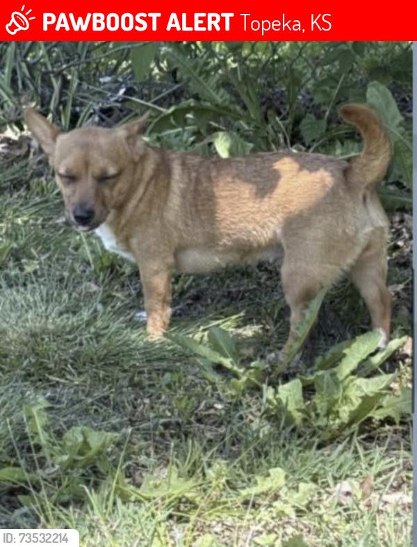Lost Female Dog last seen Clare Ave/ Croix, Topeka, KS 66611