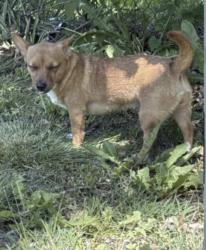 Lost Female Dog last seen Clare Ave/ Croix, Topeka, KS 66611