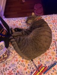 Lost Male Cat last seen Terra vista, San Diego, CA 92129
