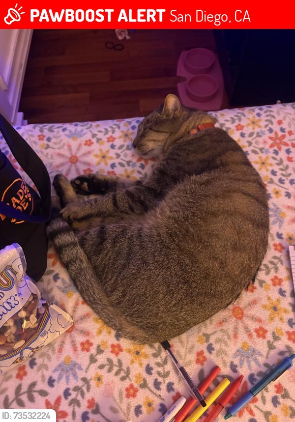 Lost Male Cat last seen Terra vista, San Diego, CA 92129