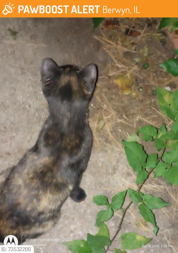 Found/Stray Unknown Cat last seen Pershing road and Lombard Ave Cicero, Berwyn, IL 60402