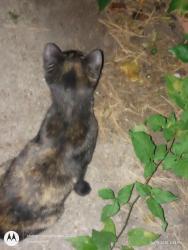 Found/Stray Unknown Cat last seen Pershing road and Lombard Ave Cicero, Berwyn, IL 60402