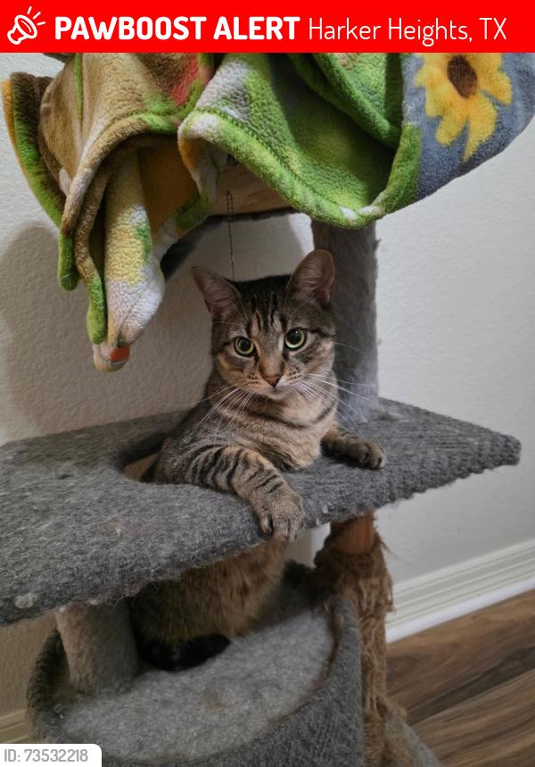Lost Male Cat last seen Knights way, Harker Heights, TX 76548