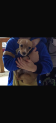 Lost Male Dog last seen Clarewood dr, Houston, TX 77036
