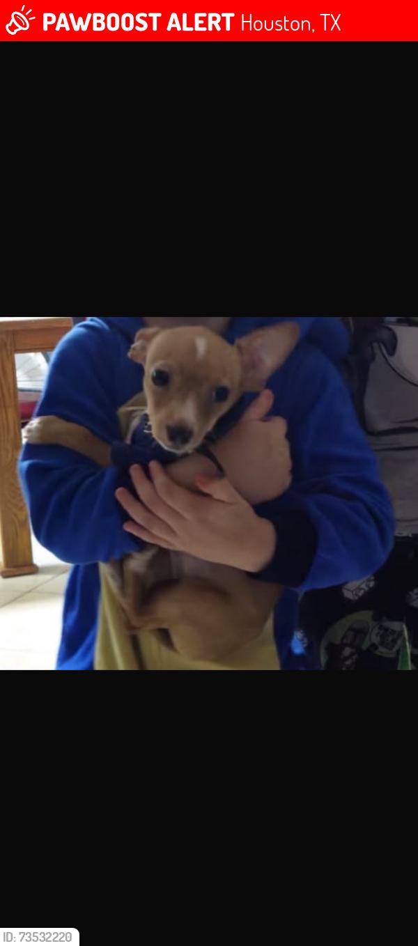 Lost Male Dog last seen Clarewood dr, Houston, TX 77036