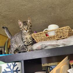 Reunited Male Cat last seen Ten mile road, Meridian, ID 83642