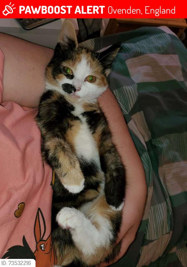 Lost Female Cat last seen Ovenden Crescent, Friendly Fold Road, Ovenden Terrace, Ovenden, England 