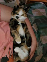Lost Female Cat last seen Ovenden Crescent, Friendly Fold Road, Ovenden Terrace, Ovenden, England 