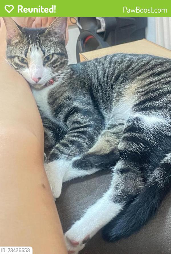 Reunited Female Cat last seen Rua Cachoeira esquina com Avenida Carlos Murta Filho, Bairro Gávea II, MG 33200-000