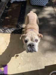 Reunited Female Dog last seen Heritage Trace Drive, Mobile, Al, Usa, Mobile, AL 36695