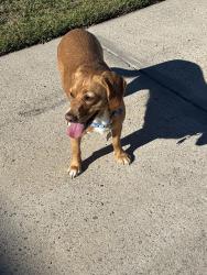 Found/Stray Unknown Dog last seen Bridlewood subdivision, Hope Mills, NC 28348