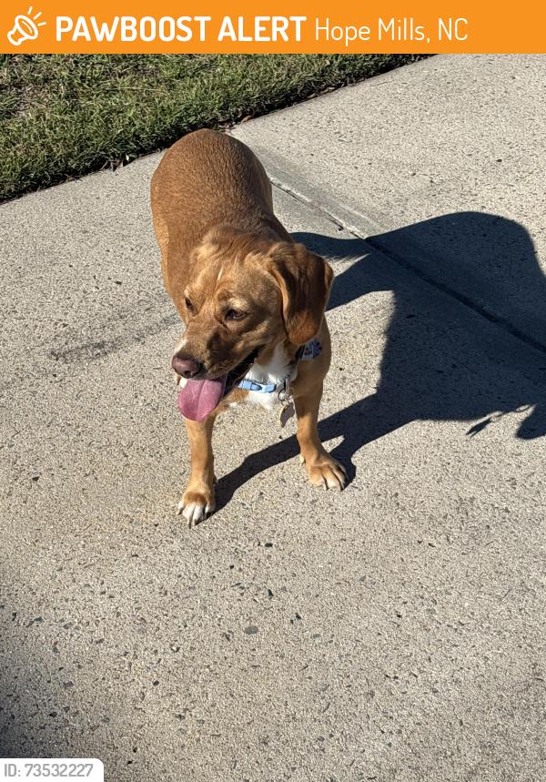 Found/Stray Unknown Dog last seen Bridlewood subdivision, Hope Mills, NC 28348