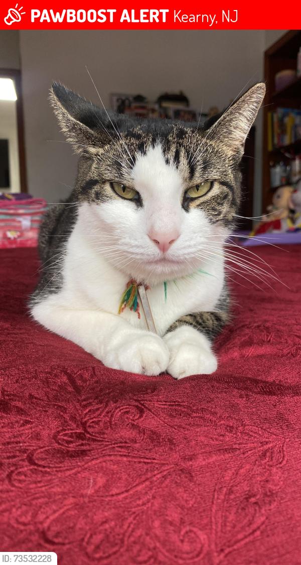 Lost Female Cat last seen Near Johnston av, Kearny, NJ 07104