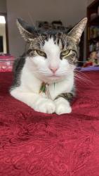 Lost Female Cat last seen Near Johnston av, Kearny, NJ 07104