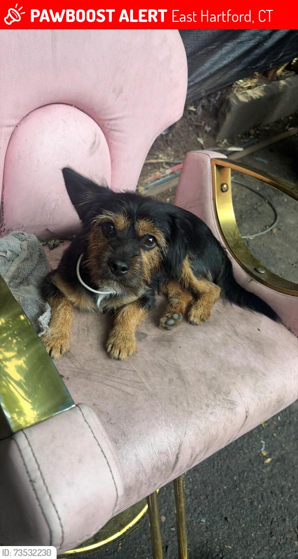 Lost Male Dog last seen No, East Hartford, CT 06118