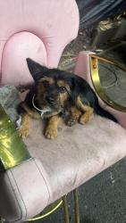 Lost Male Dog last seen No, East Hartford, CT 06118