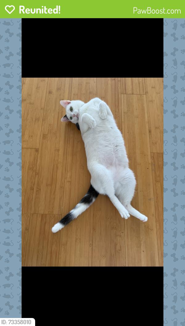Reunited Male Cat last seen Near the sunoco on pensacola st, Tallahassee, FL 32304