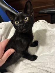 Found/Stray Unknown Cat last seen sterling heights apmts, Vancouver, WA 98664