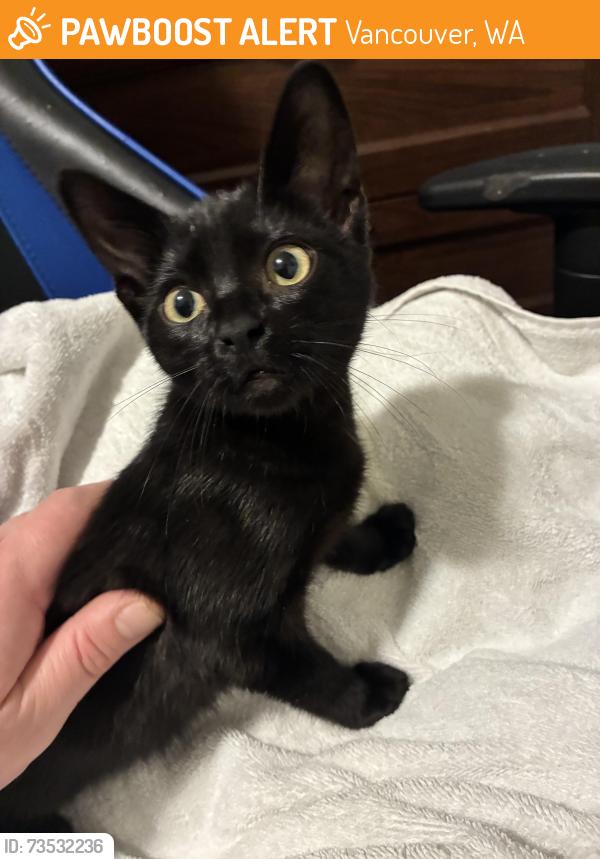 Found/Stray Unknown Cat last seen sterling heights apmts, Vancouver, WA 98664