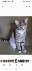 Lost Male Cat last seen Val Vista and university, Mesa, AZ 85213