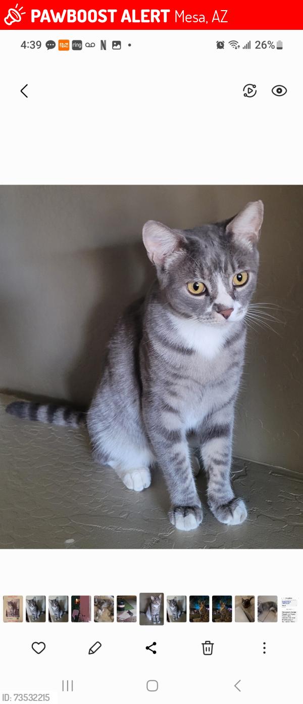 Lost Male Cat last seen Val Vista and university, Mesa, AZ 85213