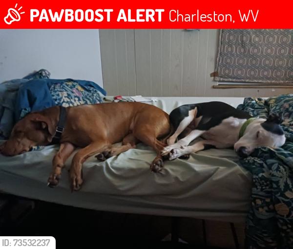 Lost Male Dog last seen Central ave, Charleston, WV 25302