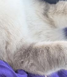 Found/Stray Female Cat last seen Stevens Ave by 38th St, Minneapolis, MN 55409
