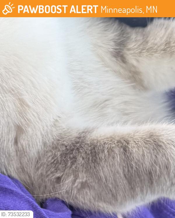 Found/Stray Female Cat last seen Stevens Ave by 38th St, Minneapolis, MN 55409