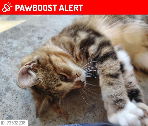 Lost Male Cat last seen Doughboys, Whitfield County, GA 30740