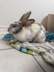 Found/Stray Unknown Rabbit last seen Along the levee wall, Metairie, LA 70005