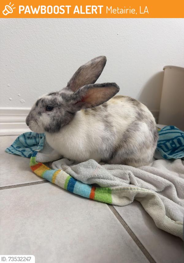 Found/Stray Unknown Rabbit last seen Along the levee wall, Metairie, LA 70005