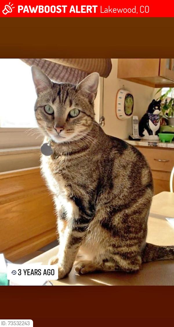 Lost Male Cat last seen Morrison Road and Holland Way Country Village est neighborhood, Lakewood, CO 80227