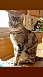 Lost Male Cat last seen Morrison Road and Holland Way Country Village est neighborhood, Lakewood, CO 80227