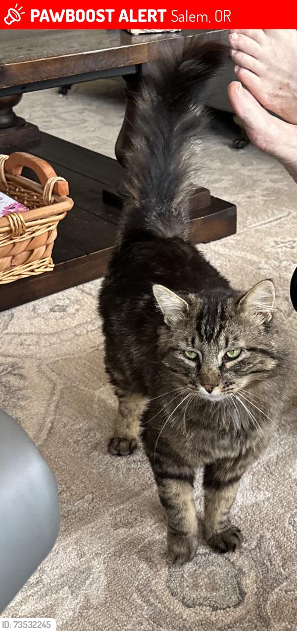 Lost Male Cat last seen Liberty rd S, Salem, OR 97306