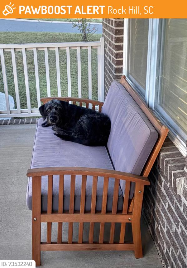 Found/Stray Male Dog last seen Shaw Ave, Rock Hill, Sc, Usa, Rock Hill, SC 29730
