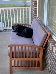 Found/Stray Male Dog last seen Shaw Ave, Rock Hill, Sc, Usa, Rock Hill, SC 29730